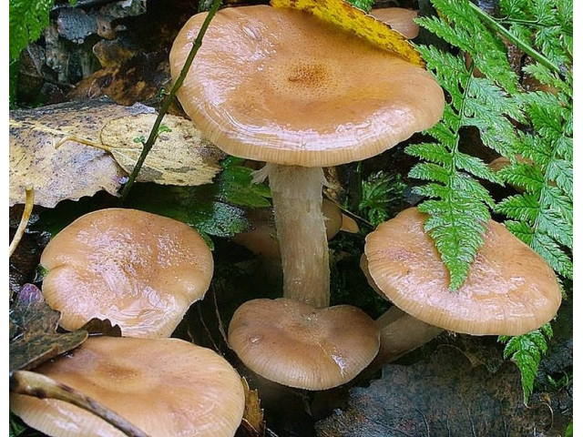 Мицелий Опенка луковичноногого (Armillaria cepistipes)
